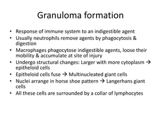 Granuloma formation
• Response of immune system to an indigestible agent
• Usually neutrophils remove agents by phagocytosis &
digestion
• Macrophages phagocytose indigestible agents, loose their
mobility & accumulate at site of injury
• Undergo structural changes: Larger with more cytoplasm 
epitheloid cells
• Epitheloid cells fuse  Multinucleated giant cells
• Nuclei arrange in horse shoe pattern  Langerhans giant
cells
• All these cells are surrounded by a collar of lymphocytes
 