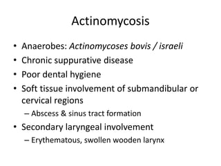 Actinomycosis
• Anaerobes: Actinomycoses bovis / israeli
• Chronic suppurative disease
• Poor dental hygiene
• Soft tissue involvement of submandibular or
cervical regions
– Abscess & sinus tract formation
• Secondary laryngeal involvement
– Erythematous, swollen wooden larynx
 