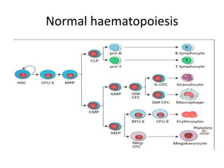 Granulocyte Defect H2o2 Granulocytes in health and disease | PPTX