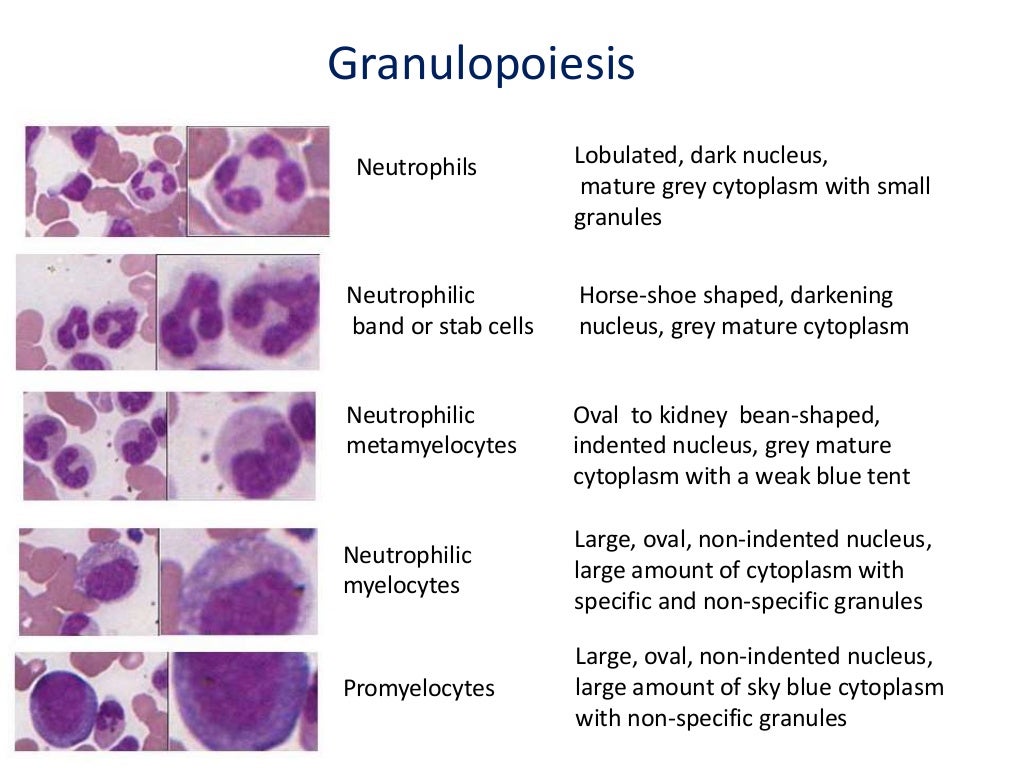 Granulocytes in health and disease