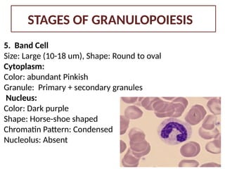 Granulopoiesis and its regulation.pptxnwmsnsn | PPTX