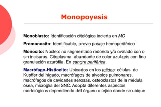 Hematopoyesis | PDF