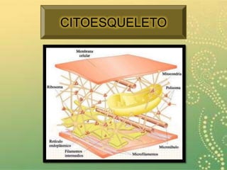 CITOESQUELETO
 