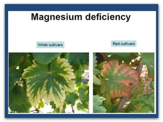 تسميد العنب"...الاحتياجات السمادية لمحصول العنب"