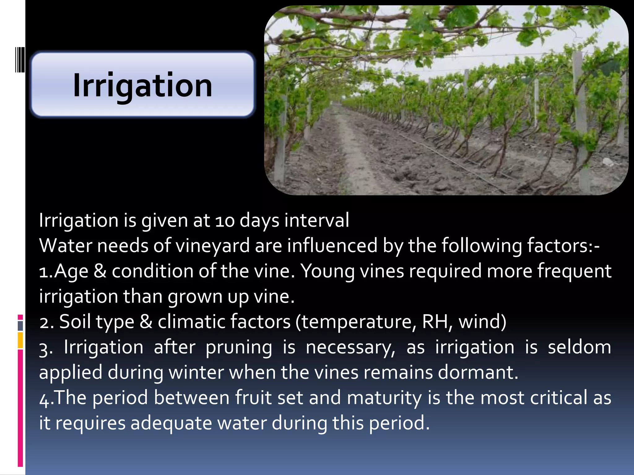 Irrigation is given at 10 days interval
Water needs of vineyard are influenced by the following factors:-
1.Age & condition of the vine. Young vines required more frequent
irrigation than grown up vine.
2. Soil type & climatic factors (temperature, RH, wind)
3. Irrigation after pruning is necessary, as irrigation is seldom
applied during winter when the vines remains dormant.
4.The period between fruit set and maturity is the most critical as
it requires adequate water during this period.
Irrigation
 