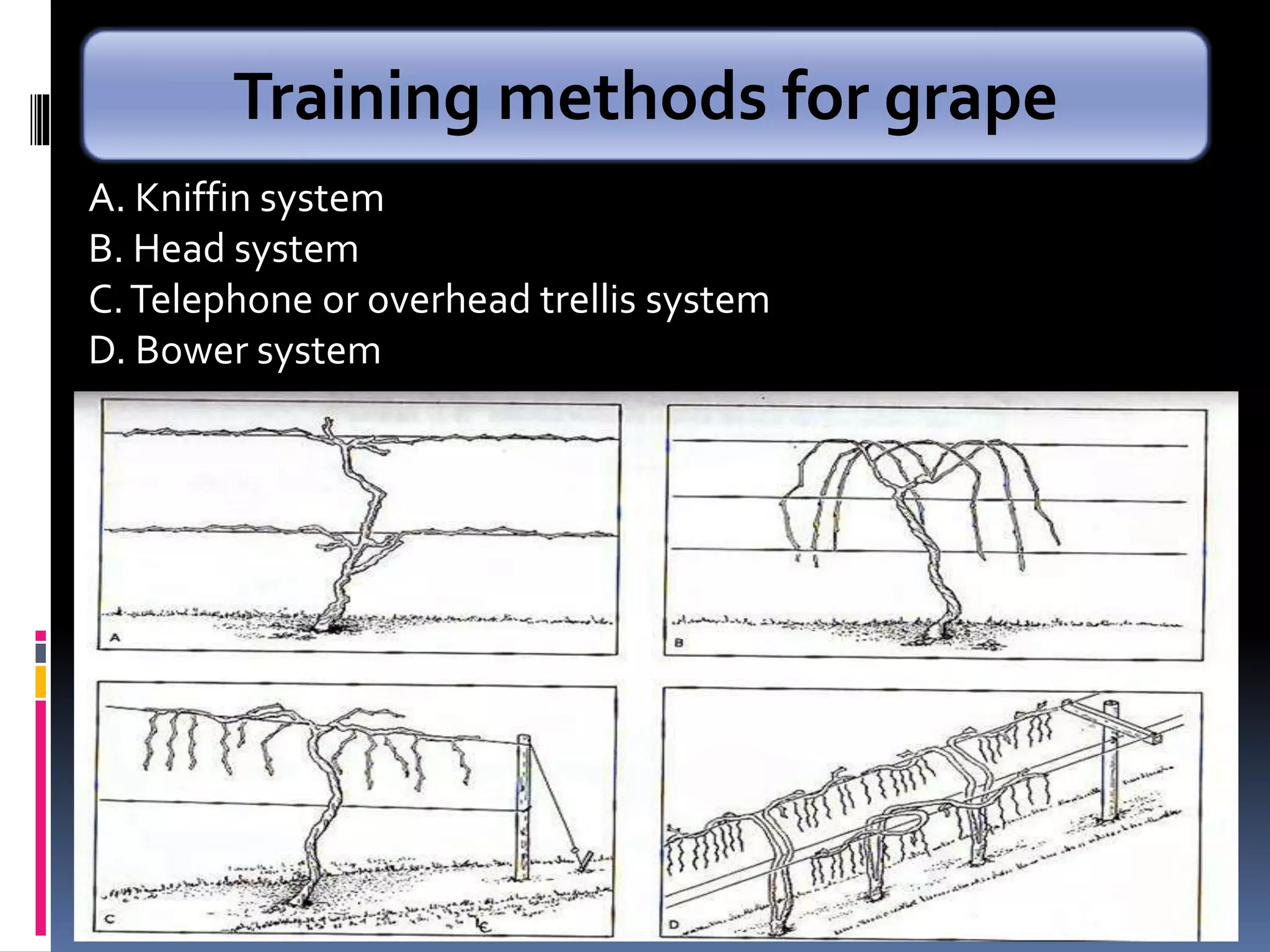 A. Kniffin system
B. Head system
C.Telephone or overhead trellis system
D. Bower system
Training methods for grape
 