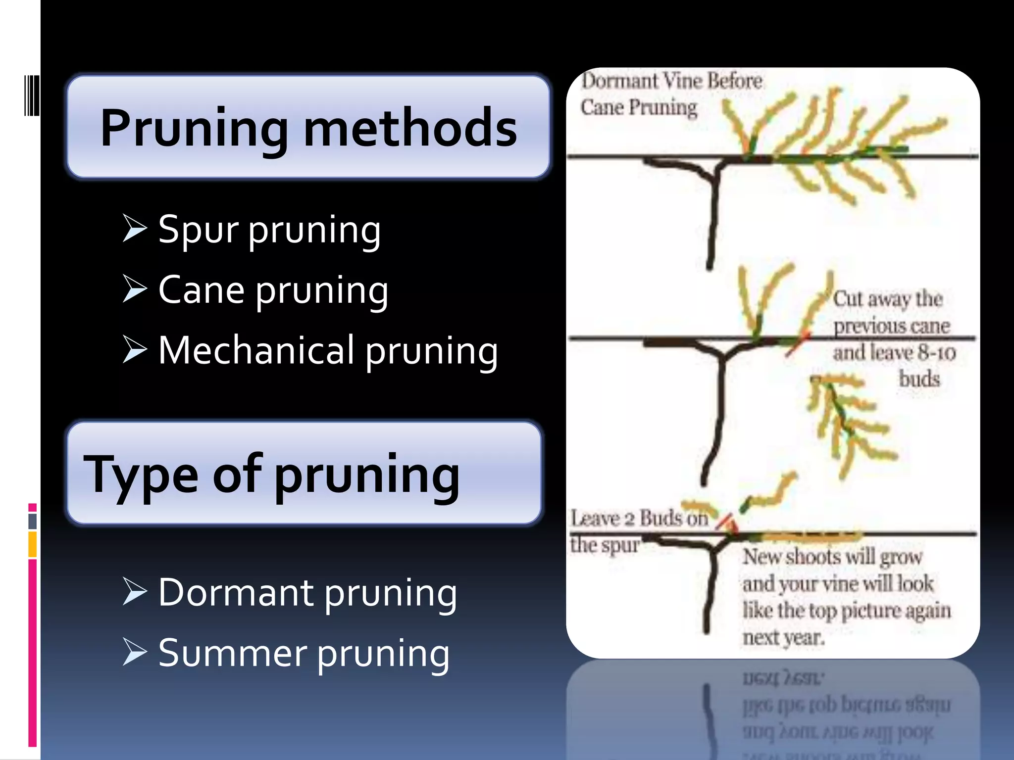  Spur pruning
 Cane pruning
 Mechanical pruning
 Dormant pruning
 Summer pruning
Pruning methods
Type of pruning
 