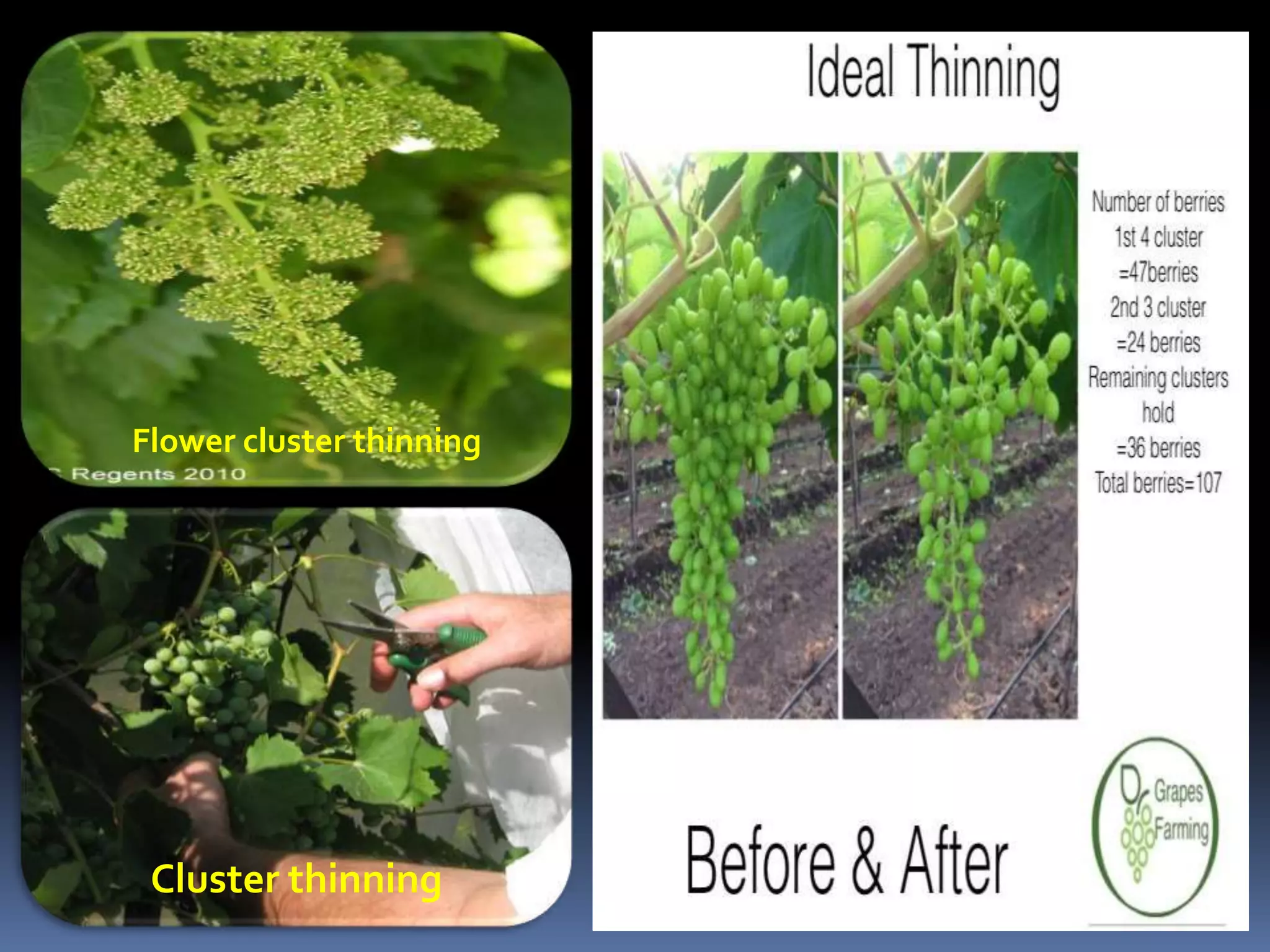 Flower cluster thinning
Cluster thinning
 