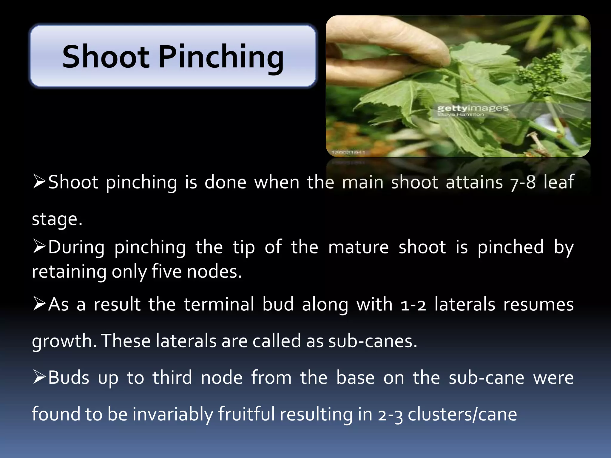 Shoot pinching is done when the main shoot attains 7-8 leaf
stage.
During pinching the tip of the mature shoot is pinched by
retaining only five nodes.
As a result the terminal bud along with 1-2 laterals resumes
growth.These laterals are called as sub-canes.
Buds up to third node from the base on the sub-cane were
found to be invariably fruitful resulting in 2-3 clusters/cane
Shoot Pinching
 