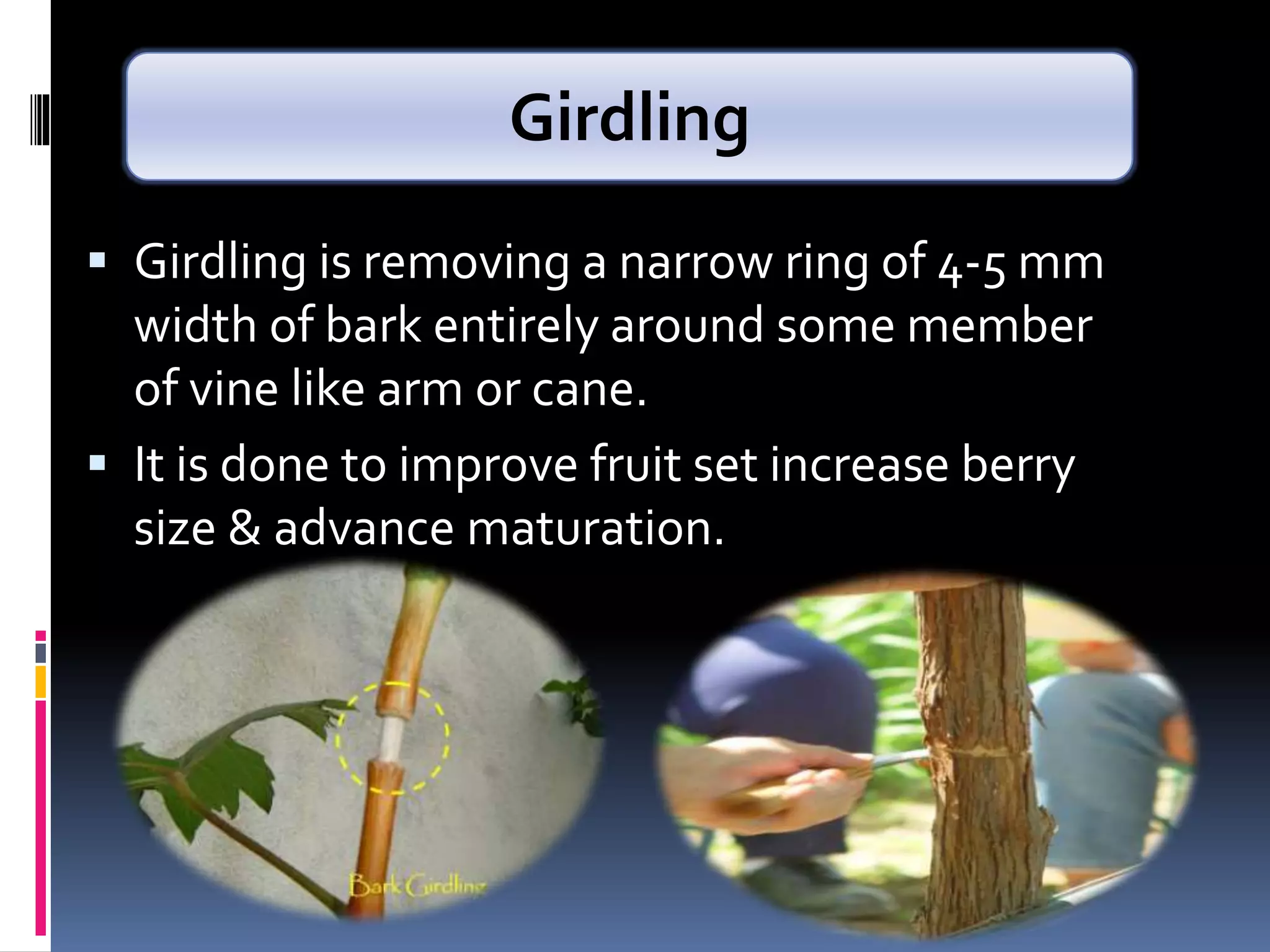  Girdling is removing a narrow ring of 4-5 mm
width of bark entirely around some member
of vine like arm or cane.
 It is done to improve fruit set increase berry
size & advance maturation.
Girdling
 