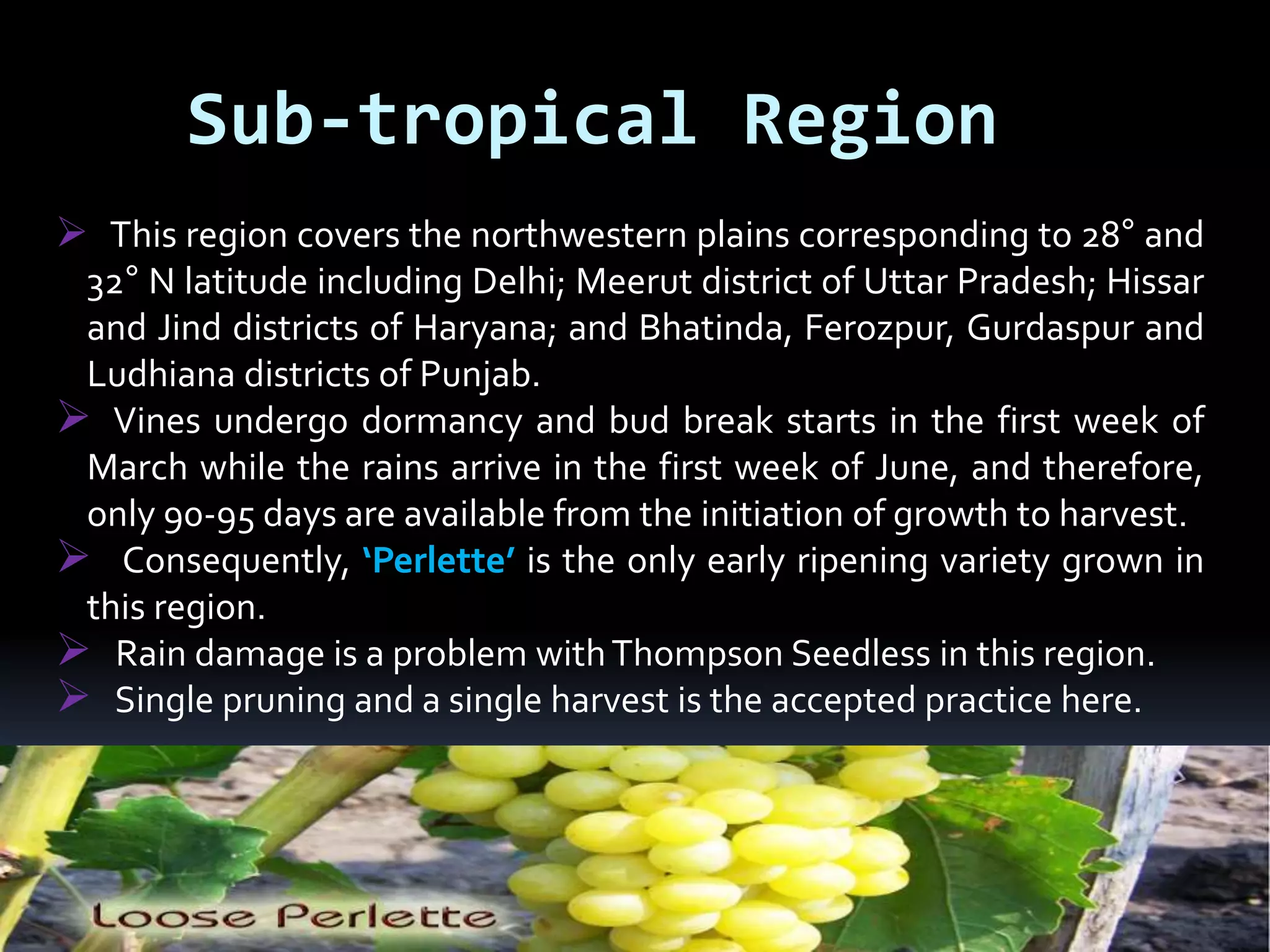 Sub-tropical Region
 This region covers the northwestern plains corresponding to 28° and
32° N latitude including Delhi; Meerut district of Uttar Pradesh; Hissar
and Jind districts of Haryana; and Bhatinda, Ferozpur, Gurdaspur and
Ludhiana districts of Punjab.
 Vines undergo dormancy and bud break starts in the first week of
March while the rains arrive in the first week of June, and therefore,
only 90-95 days are available from the initiation of growth to harvest.
 Consequently, ‘Perlette’ is the only early ripening variety grown in
this region.
 Rain damage is a problem withThompson Seedless in this region.
 Single pruning and a single harvest is the accepted practice here.
 