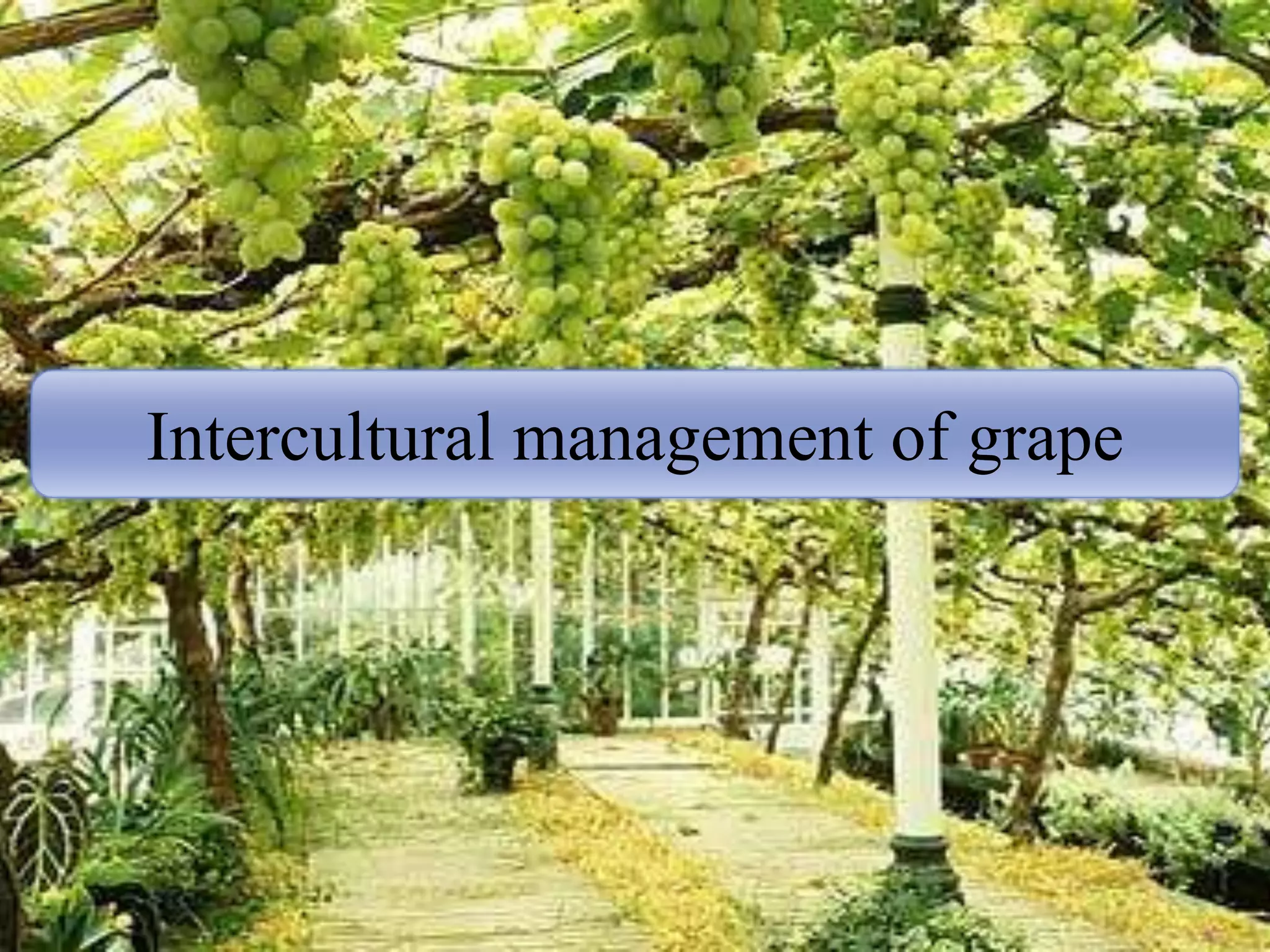 Intercultural management of grape
 