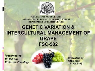 GENETIC VARIATION &
INTERCULTURAL MANAGEMENT OF
GRAPE
FSC-502
COLLEGE OF AGRICULTURE
ASSAM AGRICULTURAL UNIVERSITY, JORHAT
DEPARTMENT OF HORTICULTURE
Presented to:
Dr. R.P. Das
Professor, Pomology
Presented By:
Utpal Das
14-AMJ-93
 