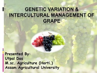 GENETIC VARIATION &
INTERCULTURAL MANAGEMENT OF
GRAPE
Presented By:
Utpal Das
M.sc. Agriculture (Horti.)
Assam Agricultural University
 