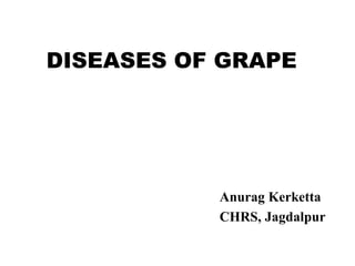 DISEASES OF GRAPE
Anurag Kerketta
CHRS, Jagdalpur
 