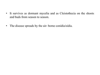 • It survives as dormant mycelia and as Cleistothecia on the shoots
and buds from season to season.
• The disease spreads by the air- borne conidia/oidia.
 