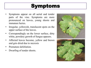 Symptoms
• Symptoms appear on all aerial and tender
parts of the vine. Symptoms are more
pronounced on leaves, young shoots and
immature beries.
• Irregular, yellowish, translucent spots on the
upper surface of the leaves.
• Correspondingly on the lower surface, dirty
white, powdery growth of fungus appears.
• Affected leaves become, yellow and brown
and gets dried due to necrosis
• Premature defoliation.
• Dwarfing of tender shoots.
 