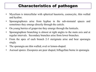 • Mycelium is intercellular with spherical haustoria, coenocytic, thin walled
and hyaline.
• Sporangiophores arise from hyphae in the sub-stomatal spaces and
sometimes they emerge directly through the cuticle.
• On young berries of grapevine they emerge through the lenticels.
• Sporangiophore branching is almost at right angles to the main axis and at
regular intervals. Secondary branches arise from lower branches.
• From the apex of each branch 2-3 sterigmata arise and bear sporangia
singly.
• The sporangia are thin walled, oval or lemon-shaped.
• Asexual spores: Zoospores are pear shaped, biflagellate borne in sporangia
Characteristics of pathogen
 