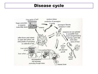 Disease cycle
 