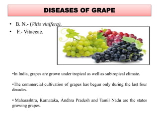 DISEASES OF GRAPE
• B. N.- (Vitis vinifera).
• F.- Vitaceae.
•In India, grapes are grown under tropical as well as subtropical climate.
•The commercial cultivation of grapes has begun only during the last four
decades.
• Maharashtra, Karnataka, Andhra Pradesh and Tamil Nadu are the states
growing grapes.
 