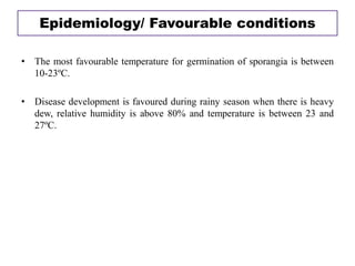 • The most favourable temperature for germination of sporangia is between
10-23ºC.
• Disease development is favoured during rainy season when there is heavy
dew, relative humidity is above 80% and temperature is between 23 and
27ºC.
Epidemiology/ Favourable conditions
 