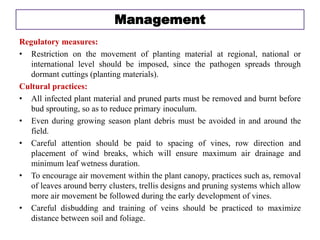Regulatory measures:
• Restriction on the movement of planting material at regional, national or
international level should be imposed, since the pathogen spreads through
dormant cuttings (planting materials).
Cultural practices:
• All infected plant material and pruned parts must be removed and burnt before
bud sprouting, so as to reduce primary inoculum.
• Even during growing season plant debris must be avoided in and around the
field.
• Careful attention should be paid to spacing of vines, row direction and
placement of wind breaks, which will ensure maximum air drainage and
minimum leaf wetness duration.
• To encourage air movement within the plant canopy, practices such as, removal
of leaves around berry clusters, trellis designs and pruning systems which allow
more air movement be followed during the early development of vines.
• Careful disbudding and training of veins should be practiced to maximize
distance between soil and foliage.
Management
 