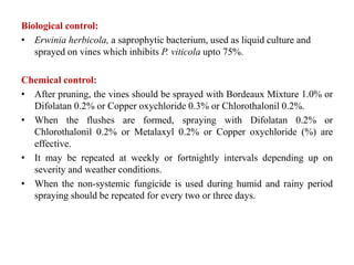 Biological control:
• Erwinia herbicola, a saprophytic bacterium, used as liquid culture and
sprayed on vines which inhibits P. viticola upto 75%.
Chemical control:
• After pruning, the vines should be sprayed with Bordeaux Mixture 1.0% or
Difolatan 0.2% or Copper oxychloride 0.3% or Chlorothalonil 0.2%.
• When the flushes are formed, spraying with Difolatan 0.2% or
Chlorothalonil 0.2% or Metalaxyl 0.2% or Copper oxychloride (%) are
effective.
• It may be repeated at weekly or fortnightly intervals depending up on
severity and weather conditions.
• When the non-systemic fungicide is used during humid and rainy period
spraying should be repeated for every two or three days.
 