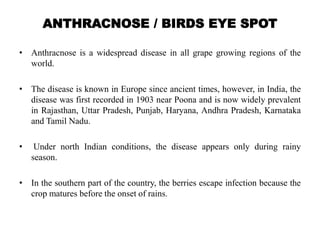 ANTHRACNOSE / BIRDS EYE SPOT
• Anthracnose is a widespread disease in all grape growing regions of the
world.
• The disease is known in Europe since ancient times, however, in India, the
disease was first recorded in 1903 near Poona and is now widely prevalent
in Rajasthan, Uttar Pradesh, Punjab, Haryana, Andhra Pradesh, Karnataka
and Tamil Nadu.
• Under north Indian conditions, the disease appears only during rainy
season.
• In the southern part of the country, the berries escape infection because the
crop matures before the onset of rains.
 