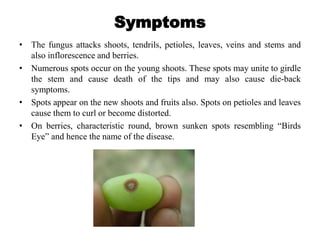 Symptoms
• The fungus attacks shoots, tendrils, petioles, leaves, veins and stems and
also inflorescence and berries.
• Numerous spots occur on the young shoots. These spots may unite to girdle
the stem and cause death of the tips and may also cause die-back
symptoms.
• Spots appear on the new shoots and fruits also. Spots on petioles and leaves
cause them to curl or become distorted.
• On berries, characteristic round, brown sunken spots resembling “Birds
Eye” and hence the name of the disease.
 
