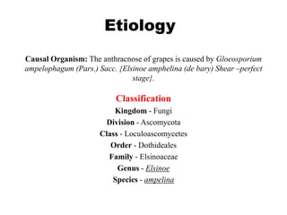 Causal Organism: The anthracnose of grapes is caused by Gloeosporium
ampelophagum (Pars.) Sacc. {Elsinoe amphelina (de bary) Shear –perfect
stage}.
Classification
Kingdom - Fungi
Division - Ascomycota
Class - Loculoascomycetes
Order - Dothideales
Family - Elsinoaceae
Genus - Elsinoe
Species - ampelina
Etiology
 