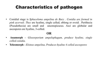Characteristics of pathogen
• Conidial stage is Sphaceloma ampelina de Bary . Conidia are formed in
pink acervuli. They are hyaline, single celled, oblong or ovoid . Perithecia
(Pseudothecia) are small and unconspicuous. Asci are globular and
ascospores are hyaline, 3-celled.
OR
• Anamorph – Gloeorporium ampelophagum, produce hyaline, single
celled conidia.
• Teleomorph - Elsinoe ampelina, Produces hyaline 4 celled ascospores
 