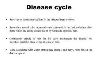Disease cycle
• Survives as dormant mycelium in the infected stem-cankers.
• Secondary spread is by means of conidia formed in the leaf and other plant
parts which are easily disseminated by wind and splashed rain.
• Continuous drizzle of rain for 2-3 days encourages the disease. No
infection can take place in the absence of rain.
• Wind associated with warm atmosphere (temp.) and heavy rains favour the
disease spread.
 