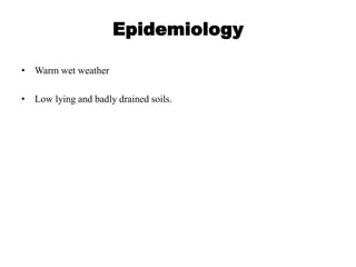 Epidemiology
• Warm wet weather
• Low lying and badly drained soils.
 