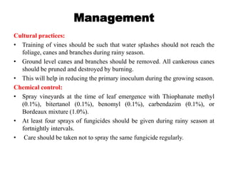 Management
Cultural practices:
• Training of vines should be such that water splashes should not reach the
foliage, canes and branches during rainy season.
• Ground level canes and branches should be removed. All cankerous canes
should be pruned and destroyed by burning.
• This will help in reducing the primary inoculum during the growing season.
Chemical control:
• Spray vineyards at the time of leaf emergence with Thiophanate methyl
(0.1%), bitertanol (0.1%), benomyl (0.1%), carbendazim (0.1%), or
Bordeaux mixture (1.0%).
• At least four sprays of fungicides should be given during rainy season at
fortnightly intervals.
• Care should be taken not to spray the same fungicide regularly.
 