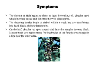 Symptoms
• The disease on fruit begins to show as light, brownish, soft, circular spots
which increase in size and the entire berry is discoloured.
• The decaying berries begin to shrivel within a week and are transformed
into hard, black, shriveled mummies.
• On the leaf, circular red spots appear and later the margins become black.
Minute black dots representing fruiting bodies of the fungus are arranged in
a ring near the outer edge.
 