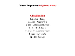 Causal Organism: Guignardia bidwelli
Classification
Kingdom - Fungi
Division - Ascomycota
Class - Loculoascomycetes
Order - Dothideales
Family - Botryosphaeriaceae
Genus - Guignardia
Species - bidwelli
 