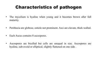 Characteristics of pathogen
• The mycelium is hyaline when young and it becomes brown after full
maturity.
• Perithecia are globose, ostiole not prominent. Asci are clavate, thick walled.
• Each Ascus contains 8 ascospores.
• Ascospores are bicelled but cells are unequal in size. Ascospores are
hyaline, sub-ovoid or elliptical, slightly flattened on one side .
 
