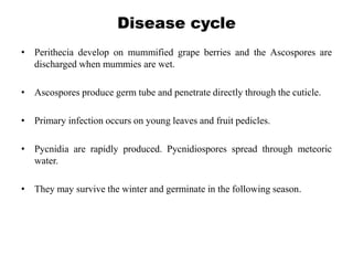 Disease cycle
• Perithecia develop on mummified grape berries and the Ascospores are
discharged when mummies are wet.
• Ascospores produce germ tube and penetrate directly through the cuticle.
• Primary infection occurs on young leaves and fruit pedicles.
• Pycnidia are rapidly produced. Pycnidiospores spread through meteoric
water.
• They may survive the winter and germinate in the following season.
 