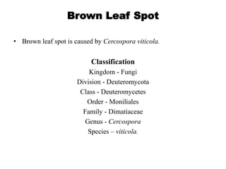 Brown Leaf Spot
• Brown leaf spot is caused by Cercospora viticola.
Classification
Kingdom - Fungi
Division - Deuteromycota
Class - Deuteromycetes
Order - Moniliales
Family - Dimatiaceae
Genus - Cercospora
Species – viticola.
 