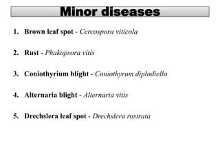 Minor diseases
1. Brown leaf spot - Cercospora viticola
2. Rust - Phakopsora vitis
3. Coniothyrium blight - Coniothyrum diplodiella
4. Alternaria blight - Alternaria vitis
5. Drechslera leaf spot - Drechslera rostrata
 
