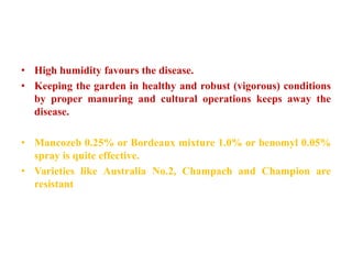 • High humidity favours the disease.
• Keeping the garden in healthy and robust (vigorous) conditions
by proper manuring and cultural operations keeps away the
disease.
• Mancozeb 0.25% or Bordeaux mixture 1.0% or benomyl 0.05%
spray is quite effective.
• Varieties like Australia No.2, Champach and Champion are
resistant
 