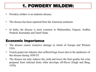 1. POWDERY MILDEW:
• Powdery mildew is an endemic disease.
• The disease has been reported from the American continent.
• In India, the disease is most common in Maharashtra, Gujarat, Andhra
Pradesh, Karnataka and Tamil Nadu.
Economic Importance
• The disease causes extensive damage in whole of Europe and Western
USA.
• French grapevine industry also suffered huge losses due to the epidemics of
this disease during 1850-55.
• The disease not only reduces the yield and lower the fruit quality but wine
prepared from infected fruits often develops off-flavor (Ough and Berg,
1979).
 