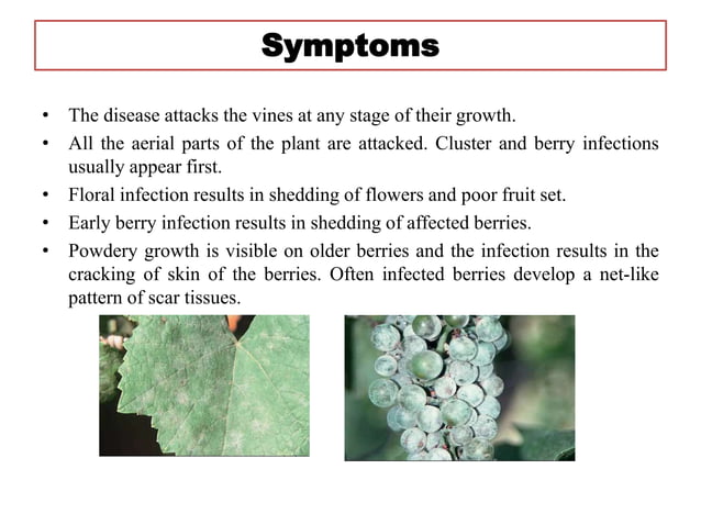 Diseases of Grape | PPTX
