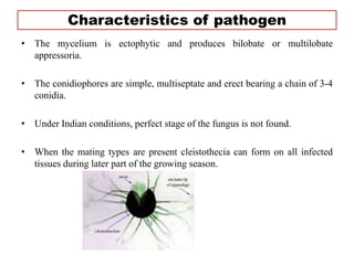 Characteristics of pathogen
• The mycelium is ectophytic and produces bilobate or multilobate
appressoria.
• The conidiophores are simple, multiseptate and erect bearing a chain of 3-4
conidia.
• Under Indian conditions, perfect stage of the fungus is not found.
• When the mating types are present cleistothecia can form on all infected
tissues during later part of the growing season.
 