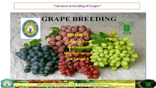 “Advances in breeding of Grapes ”
Speaker by
Gangaram Rana
Ph.D scholars .
Dept. Fruit Sciences
IGKV,RAIPUR
 