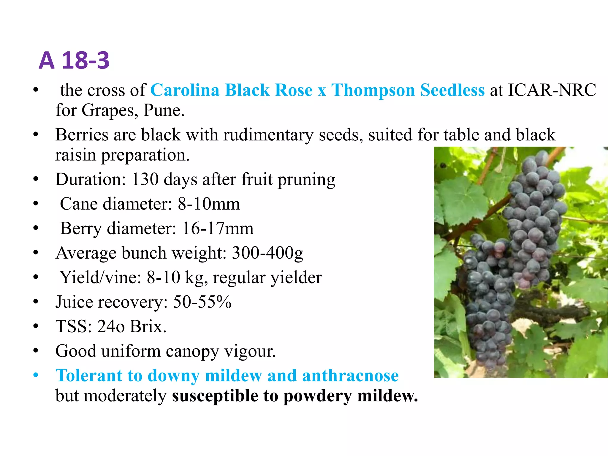A 18-3
• the cross of Carolina Black Rose x Thompson Seedless at ICAR-NRC
for Grapes, Pune.
• Berries are black with rudimentary seeds, suited for table and black
raisin preparation.
• Duration: 130 days after fruit pruning
• Cane diameter: 8-10mm
• Berry diameter: 16-17mm
• Average bunch weight: 300-400g
• Yield/vine: 8-10 kg, regular yielder
• Juice recovery: 50-55%
• TSS: 24o Brix.
• Good uniform canopy vigour.
• Tolerant to downy mildew and anthracnose
but moderately susceptible to powdery mildew.
 