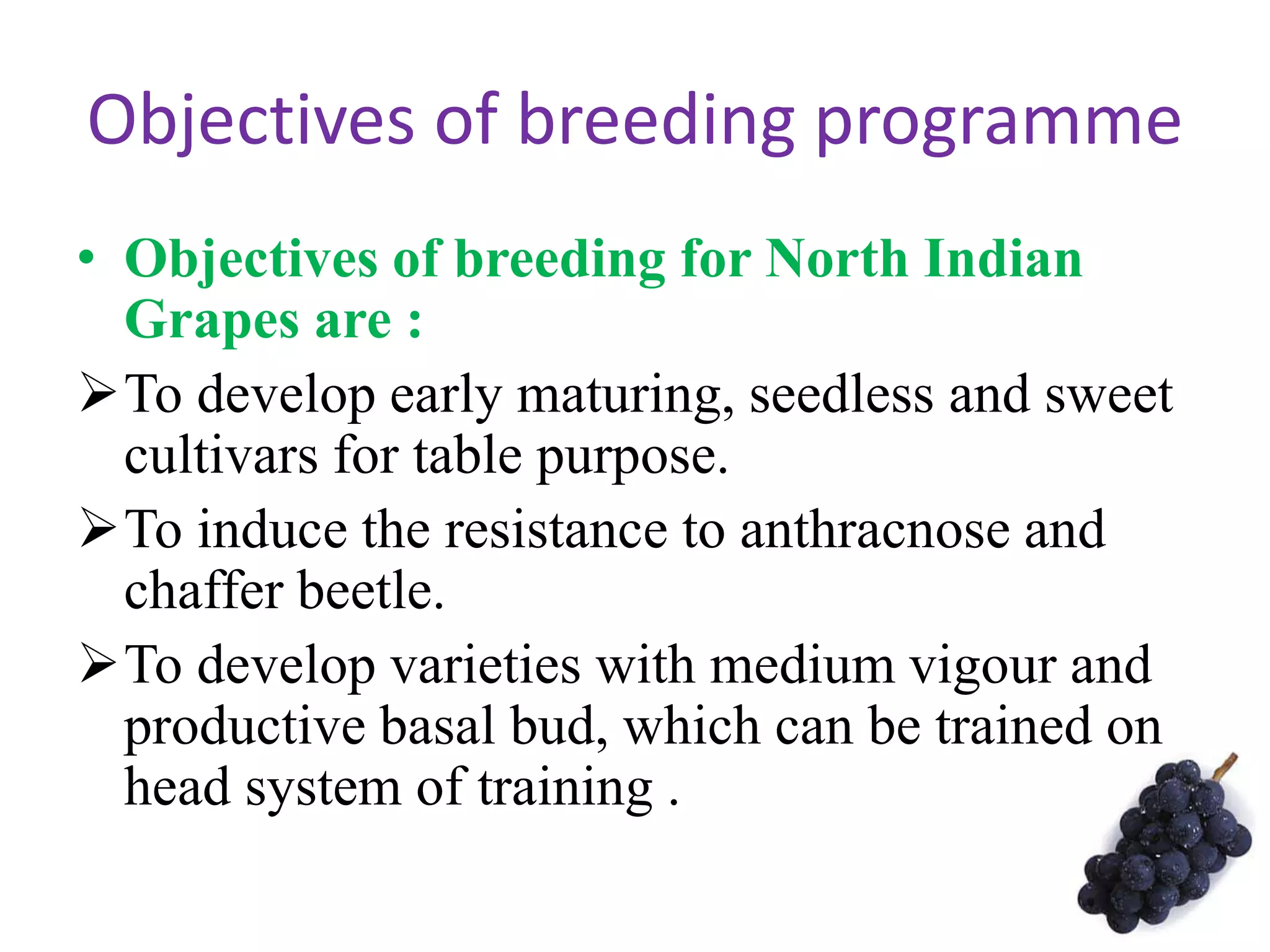 Objectives of breeding programme
• Objectives of breeding for North Indian
Grapes are :
To develop early maturing, seedless and sweet
cultivars for table purpose.
To induce the resistance to anthracnose and
chaffer beetle.
To develop varieties with medium vigour and
productive basal bud, which can be trained on
head system of training .
 