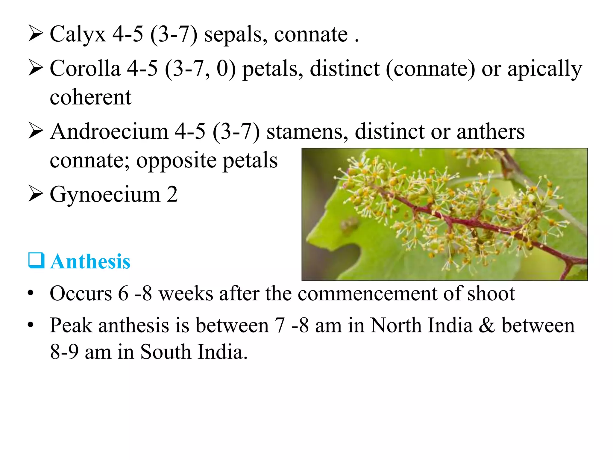  Calyx 4-5 (3-7) sepals, connate .
 Corolla 4-5 (3-7, 0) petals, distinct (connate) or apically
coherent
 Androecium 4-5 (3-7) stamens, distinct or anthers
connate; opposite petals
 Gynoecium 2
Anthesis
• Occurs 6 -8 weeks after the commencement of shoot
• Peak anthesis is between 7 -8 am in North India & between
8-9 am in South India.
 
