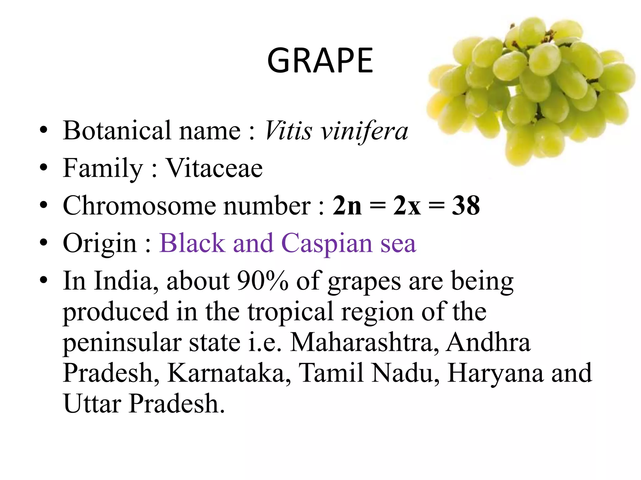 GRAPE
• Botanical name : Vitis vinifera
• Family : Vitaceae
• Chromosome number : 2n = 2x = 38
• Origin : Black and Caspian sea
• In India, about 90% of grapes are being
produced in the tropical region of the
peninsular state i.e. Maharashtra, Andhra
Pradesh, Karnataka, Tamil Nadu, Haryana and
Uttar Pradesh.
 
