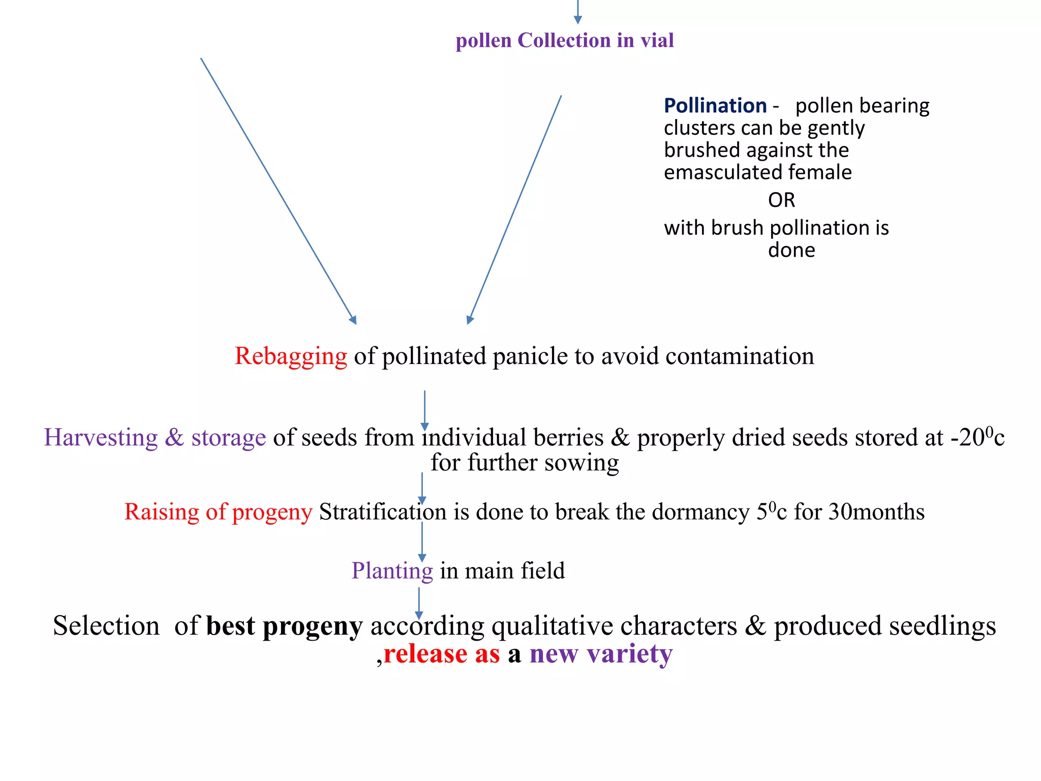 pollen Collection in vial
Pollination - pollen bearing
clusters can be gently
brushed against the
emasculated female
OR
with brush pollination is
done
Rebagging of pollinated panicle to avoid contamination
Harvesting & storage of seeds from individual berries & properly dried seeds stored at -200c
for further sowing
Raising of progeny Stratification is done to break the dormancy 50c for 30months
Planting in main field
Selection of best progeny according qualitative characters & produced seedlings
,release as a new variety
 
